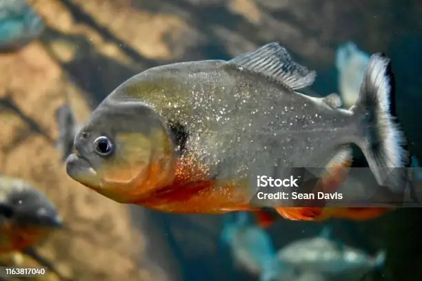 Hình Ảnh Cá Piranha: Khám Phá Thế Giới Của Những Kẻ Săn Mồi Sông Amazon