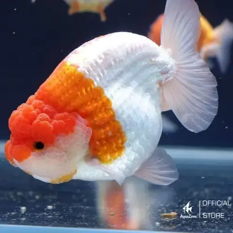 Giới Thiệu Chung Về Cá Ranchu: Nguồn Gốc Và Sức Hấp Dẫn