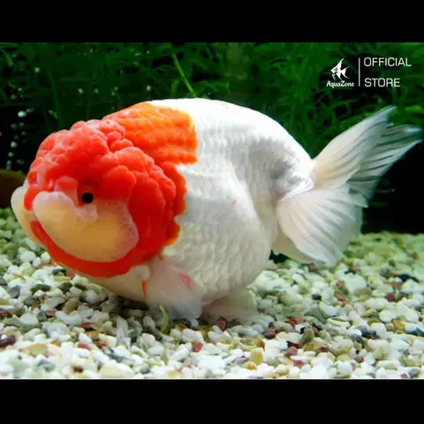 Đặc Điểm Nhận Dạng Tổng Quát Của Cá Ranchu Qua Hình Ảnh