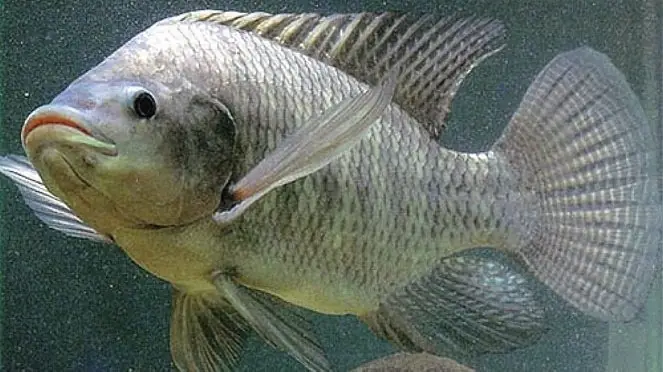 Khám Phá Cá Rô Biển: Đặc Điểm, Giá Trị Dinh Dưỡng Và Những Món ...