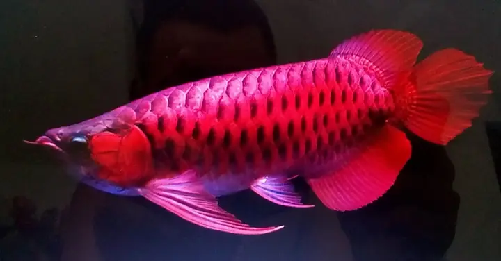 Chiêm Ngưỡng Những Con Cá Rồng Có Giá Bạc Tỷ