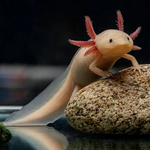 Hình Ảnh Cá Sấu Hỏa Tiễn: Khám Phá Hiện Tượng Độc Đáo Trong Thế Giới Động Vật Và Văn Hóa Đại Chúng