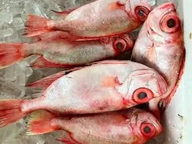 Giá Trị Dinh Dưỡng Của Cá Sơn Thóc