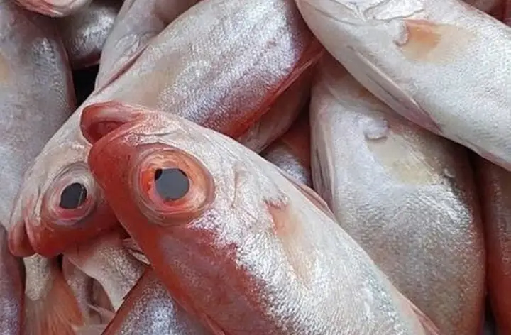 Nơi Sống Và Môi Trường Sống Của Cá Sơn Thóc