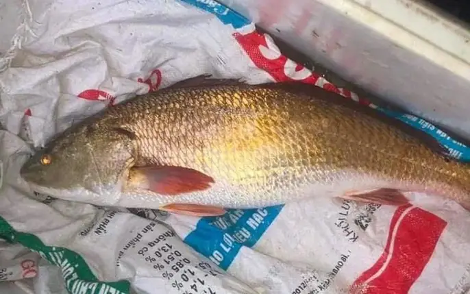 Hình Ảnh Cá Sủ Vàng: Khám Phá Chi Tiết Về "báu Vật Biển Cả"