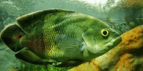 Tai Tượng Xanh Lục