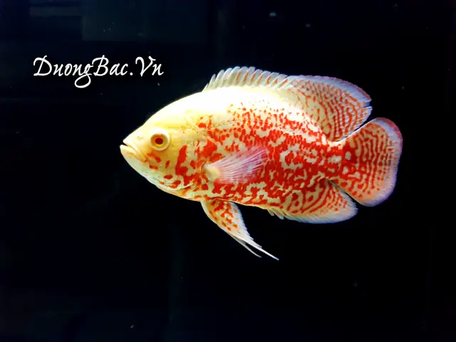 Hình Ảnh Cá Tai Tượng Châu Phi