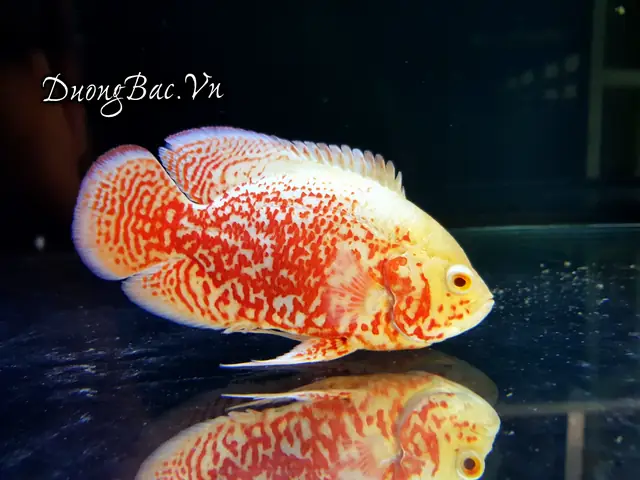 Hình Ảnh Cá Tai Tượng Châu Phi