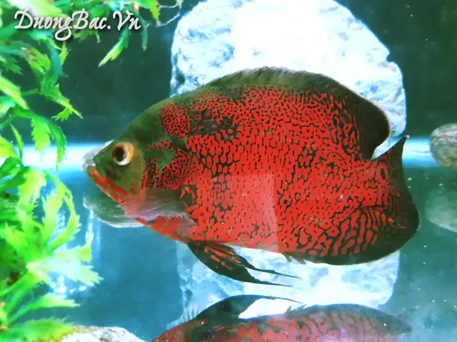 Hình Ảnh Cá Tai Tượng Châu Phi