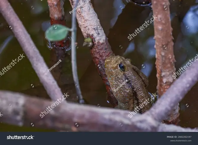 Cá Thòi Lòi : 84 Nghìn Ảnh, Hình Ảnh Có Sẵn Và Ảnh Miễn Phí Bản ...