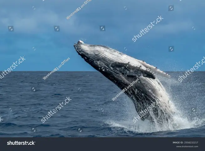 Cá Voi : 288 Nghìn Ảnh, Hình Ảnh Có Sẵn Và Ảnh Miễn Phí Bản Quyền ...