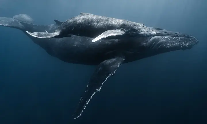 Nhiếp Ảnh Gia Việt Lặn Cùng Cá Voi Lưng Gù - Báo Vnexpress Du Lịch