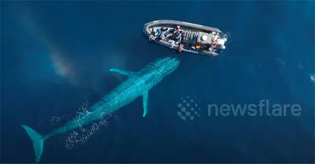 Video: Cá Voi Xanh Khổng Lồ Dài Gần 30 Mét Tiếp Cận Thuyền Của ...