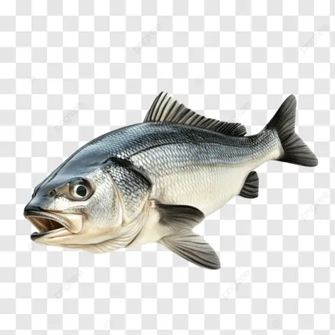 Hình Ảnh Cá Vược Biển: Khám Phá Vẻ Đẹp Hoang Dã Và Ý Nghĩa Biểu Tượng Sâu Sắc