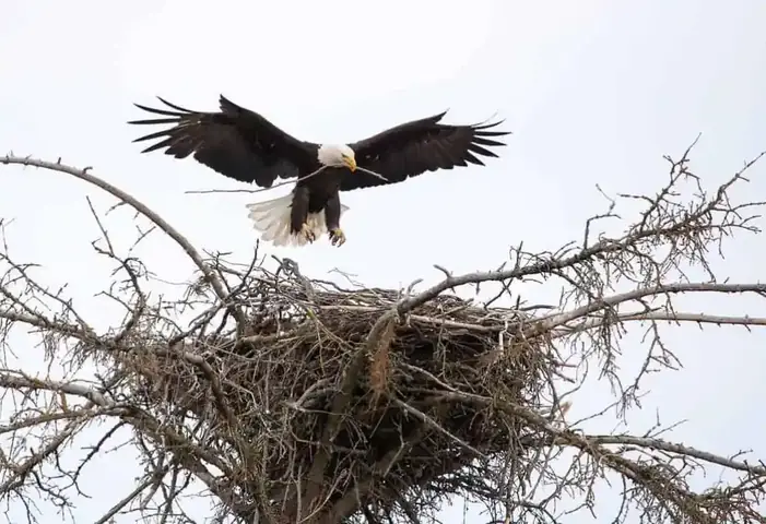 Nền Tảng Tổ Nền Tảng Tổ