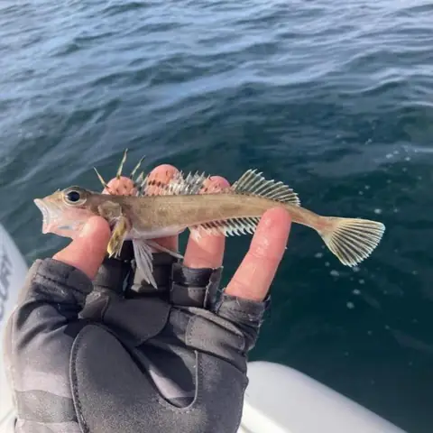 Xem Ngay Loạt Ảnh Cá Con Bé Xíu Siêu Dễ Thương