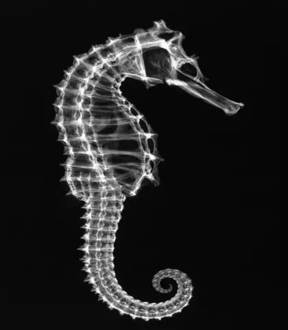 Top Những Hình Ảnh Bộ Xương Cá Cực Thú Vị, Xem Ngay