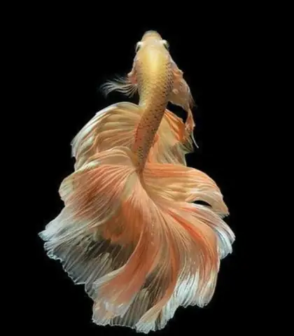 Chọn Lọc Hình Ảnh Các Loài Cá Cảnh Sặc Sỡ Sắc Màu Cực Sinh Động