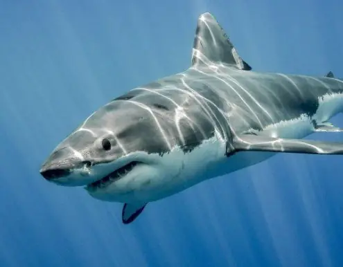 Hình Ảnh Các Loài Cá Nước Mặn: Khám Phá Thế Giới Đại Dương