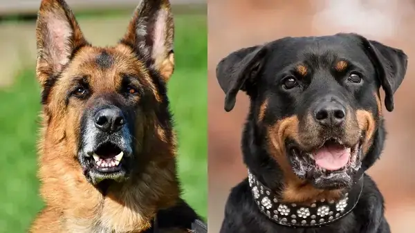 Becgie Lai Alaska – Alaskan Shepherd