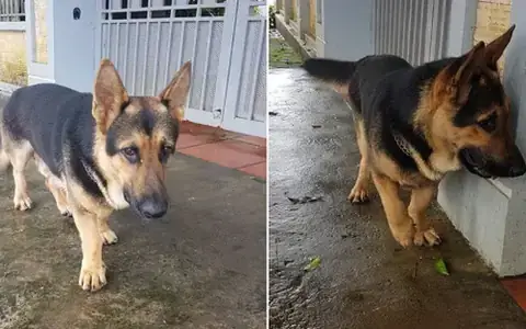 Chế Độ Dinh Dưỡng