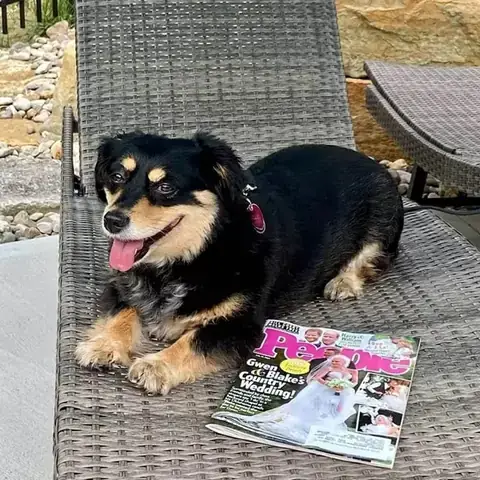 Becgie Lai Rottweiler – Rottweiler Shepherd (shepweiler)