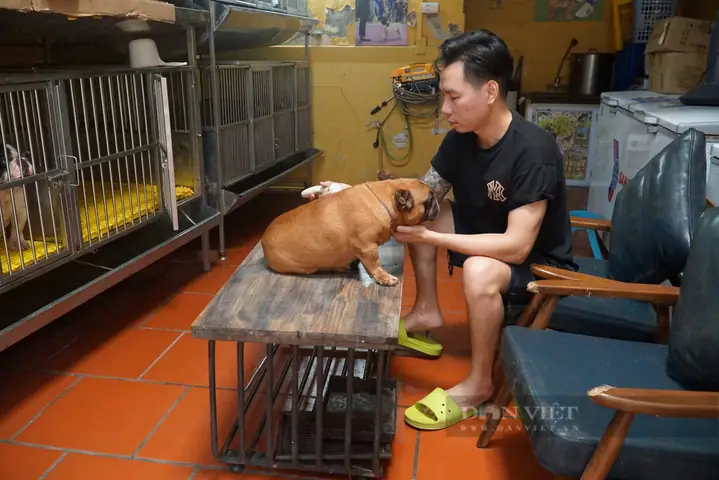 Mô Hình Nhân Giống Chó Bull Pháp Đem Lại Nguồn Thu Cả Trăm Triệu Đồng Mỗi Tháng Mô Hình Nhân Giống Chó Bull Pháp Đem Lại Nguồn Thu Cả Trăm Triệu Đồng Mỗi Tháng