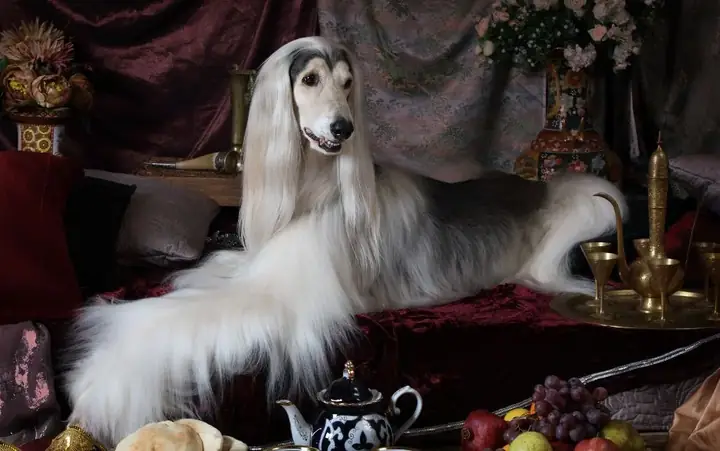 10.afghan Hound – Vẻ Đẹp Quý Tộc Từ Trung Đông