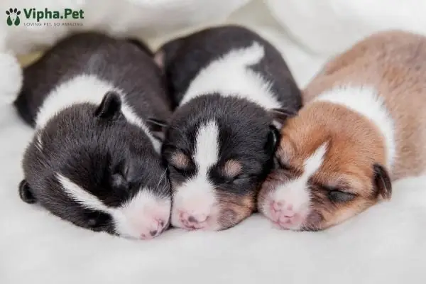 Chú Ý Chăm Sóc Chó Mẹ Lẫn Chó Con Mới Đẻ Chú Ý Chăm Sóc Chó Mẹ Lẫn Chó Con Mới Đẻ