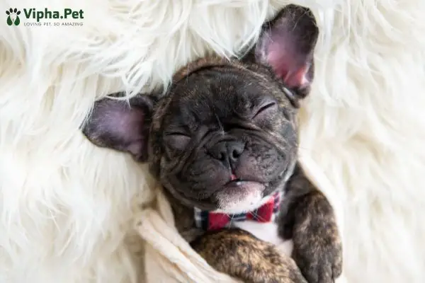 Nên Tiếp Cận Chó Con Mới Đẻ Như Thế Nào Nên Tiếp Cận Chó Con Mới Đẻ Như Thế Nào