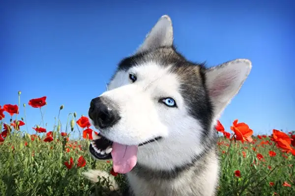 Hình Ảnh Những Chú Chú Husky Ngáo Cười Hình Ảnh Những Chú Chú Husky Ngáo Cười