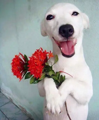 Tổng Hợp Ảnh Chó Nhe Răng Cười Đểu Hài Hước Tổng Hợp Ảnh Chó Nhe Răng Cười Đểu Hài Hước