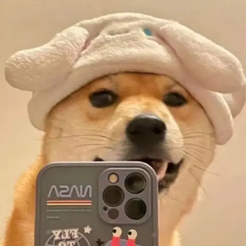 Hình Ảnh Chó Shiba Cười Đểu Đáng Yêu Hình Ảnh Chó Shiba Cười Đểu Đáng Yêu