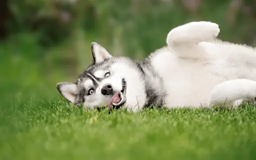 Hình Ảnh Những Chú Chú Husky Ngáo Cười Hình Ảnh Những Chú Chú Husky Ngáo Cười