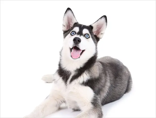 Hình Ảnh Những Chú Chú Husky Ngáo Cười Hình Ảnh Những Chú Chú Husky Ngáo Cười