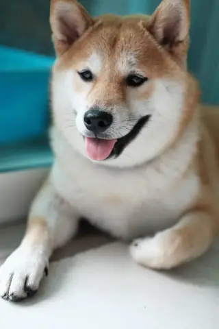 Hình Ảnh Chó Shiba Cười Đểu Đáng Yêu Hình Ảnh Chó Shiba Cười Đểu Đáng Yêu
