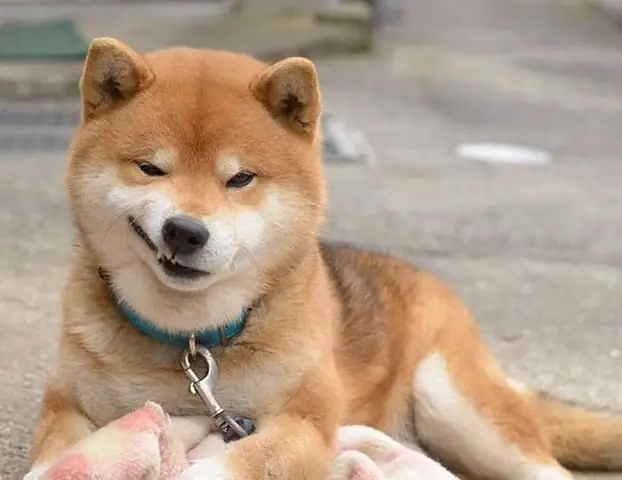 Hình Ảnh Chó Shiba Cười Đểu Đáng Yêu Hình Ảnh Chó Shiba Cười Đểu Đáng Yêu