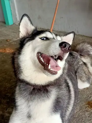 Tổng Hợp Ảnh Chó Nhe Răng Cười Đểu Hài Hước Tổng Hợp Ảnh Chó Nhe Răng Cười Đểu Hài Hước