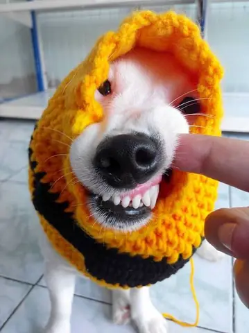 Tổng Hợp Ảnh Chó Nhe Răng Cười Đểu Hài Hước Tổng Hợp Ảnh Chó Nhe Răng Cười Đểu Hài Hước