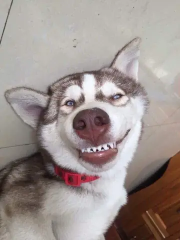 Tổng Hợp Ảnh Chó Nhe Răng Cười Đểu Hài Hước Tổng Hợp Ảnh Chó Nhe Răng Cười Đểu Hài Hước