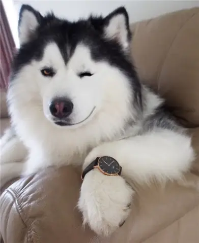 Hình Ảnh Những Chú Chú Husky Ngáo Cười Hình Ảnh Những Chú Chú Husky Ngáo Cười