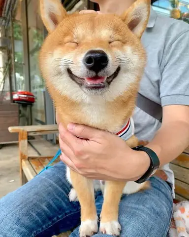 Hình Ảnh Chó Shiba Cười Đểu Đáng Yêu Hình Ảnh Chó Shiba Cười Đểu Đáng Yêu