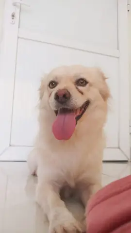 Tổng Hợp Ảnh Chó Nhe Răng Cười Đểu Hài Hước Tổng Hợp Ảnh Chó Nhe Răng Cười Đểu Hài Hước