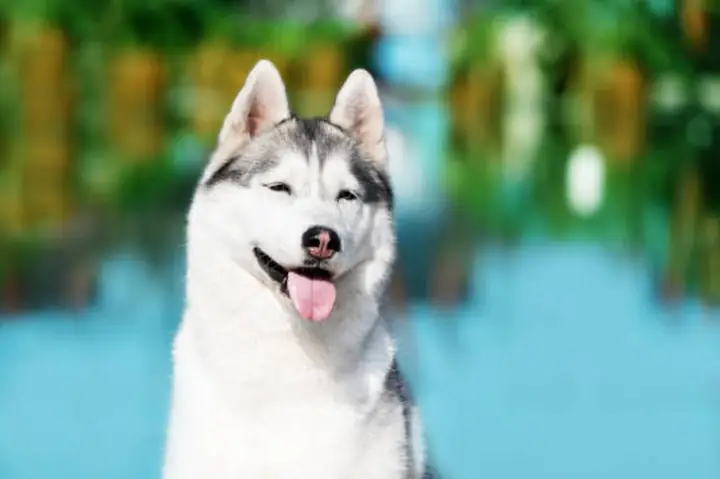 Hình Ảnh Những Chú Chú Husky Ngáo Cười Hình Ảnh Những Chú Chú Husky Ngáo Cười