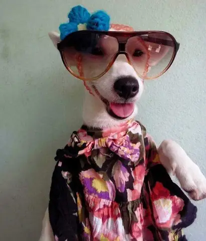 Tổng Hợp Ảnh Chó Nhe Răng Cười Đểu Hài Hước Tổng Hợp Ảnh Chó Nhe Răng Cười Đểu Hài Hước