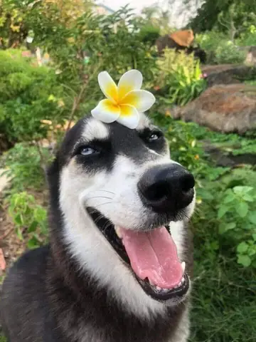 Tổng Hợp Ảnh Chó Nhe Răng Cười Đểu Hài Hước Tổng Hợp Ảnh Chó Nhe Răng Cười Đểu Hài Hước