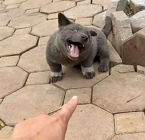 Tổng Hợp Ảnh Chó Nhe Răng Cười Đểu Hài Hước Tổng Hợp Ảnh Chó Nhe Răng Cười Đểu Hài Hước