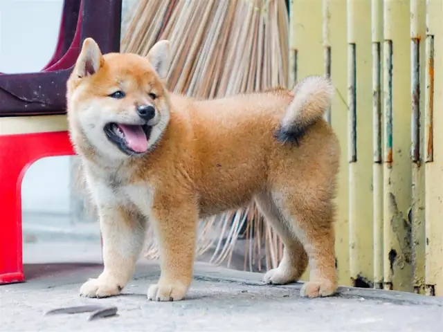 Hình Ảnh Chó Shiba Cười Đểu Đáng Yêu Hình Ảnh Chó Shiba Cười Đểu Đáng Yêu