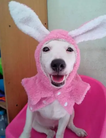 Tổng Hợp Ảnh Chó Nhe Răng Cười Đểu Hài Hước Tổng Hợp Ảnh Chó Nhe Răng Cười Đểu Hài Hước