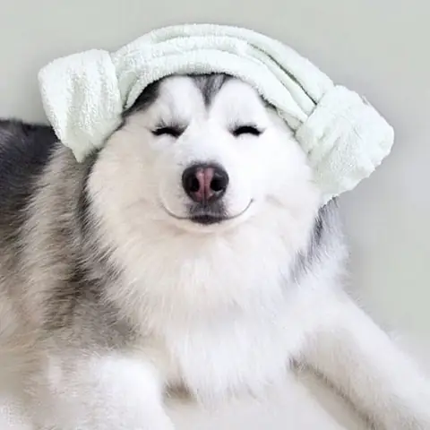 Hình Ảnh Những Chú Chú Husky Ngáo Cười Hình Ảnh Những Chú Chú Husky Ngáo Cười